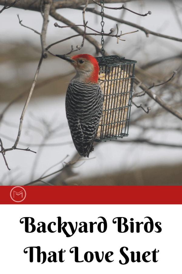 Backyard Bird Suet