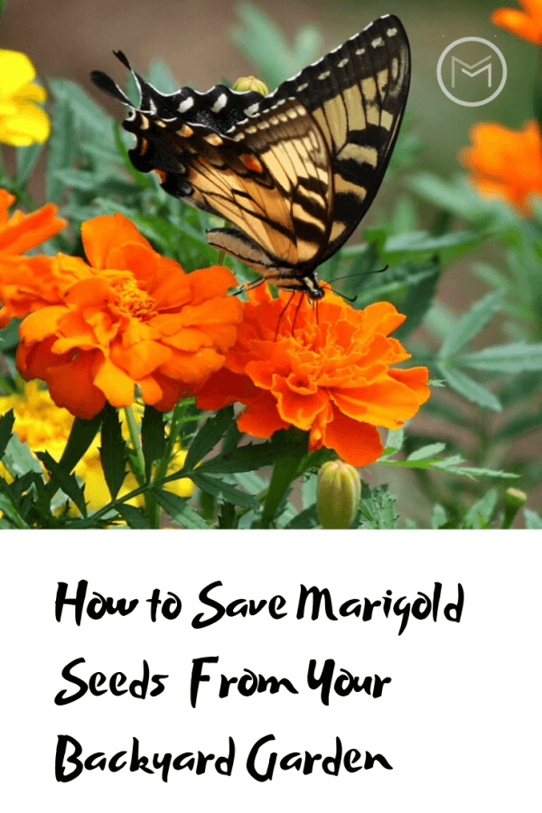 saving marigold seeds