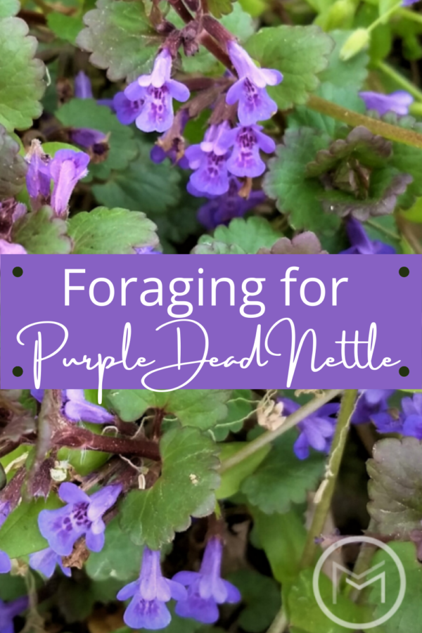 foraging for purple dead nettle 