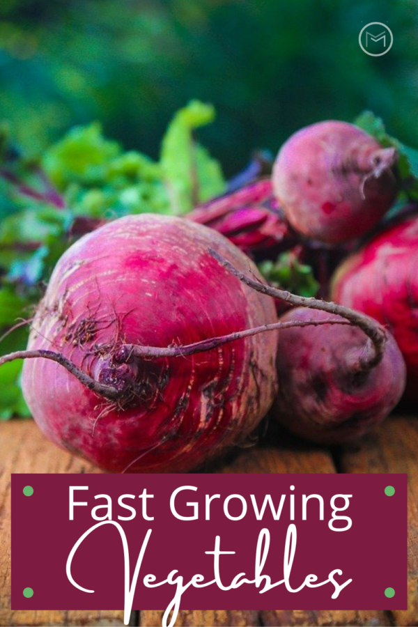 fast growing vegetables