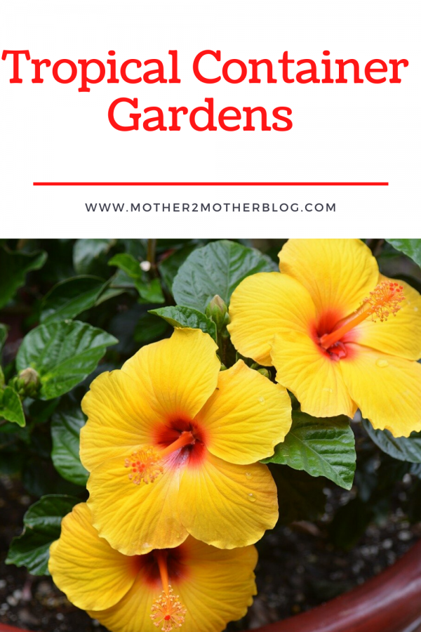 tropical container gardens