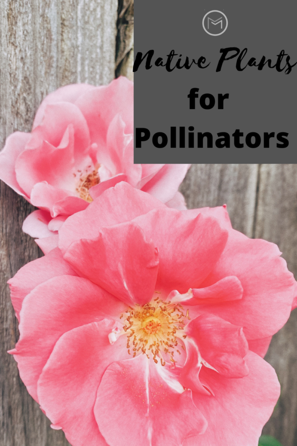 native plants for pollinators