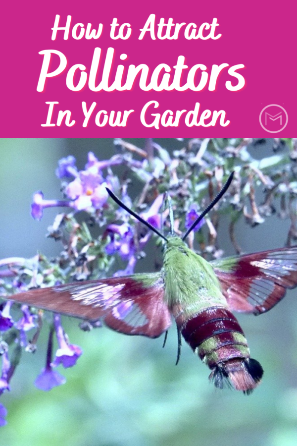 how to attract pollinators