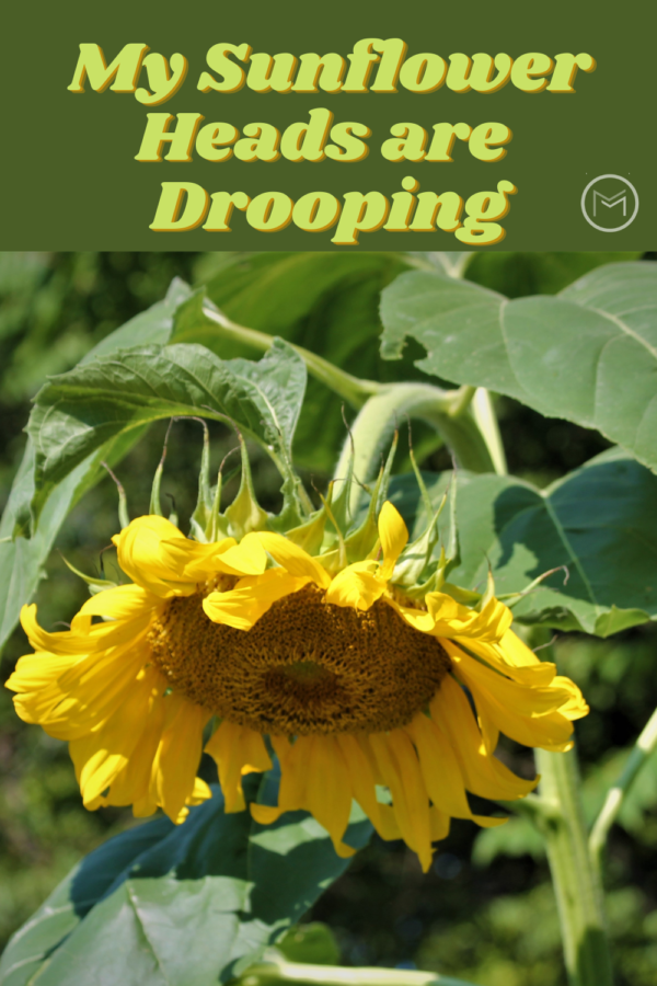 drooping sunflower sunflower heads