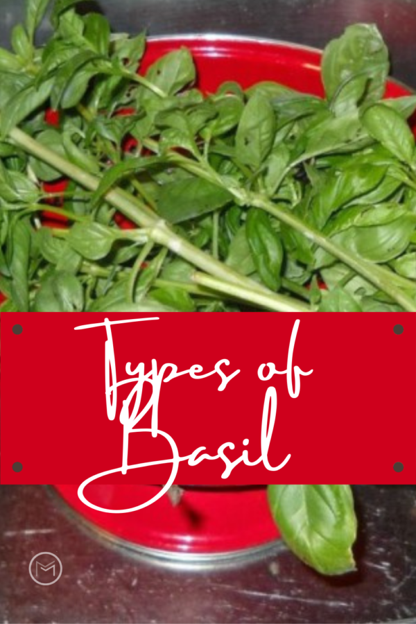 types of basil
