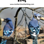 blue jay facts for kids