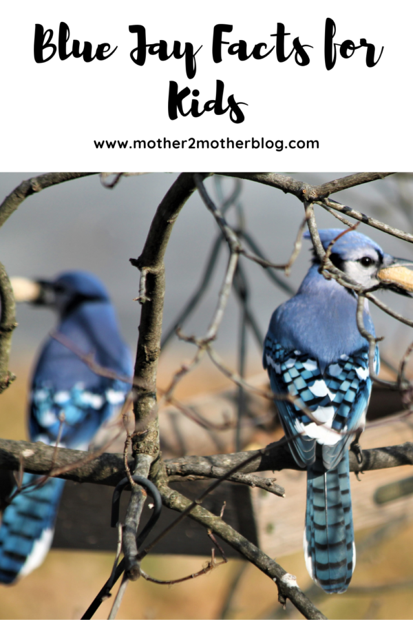 Facts About Baby Blue Jays - Mother 2 Mother Blog