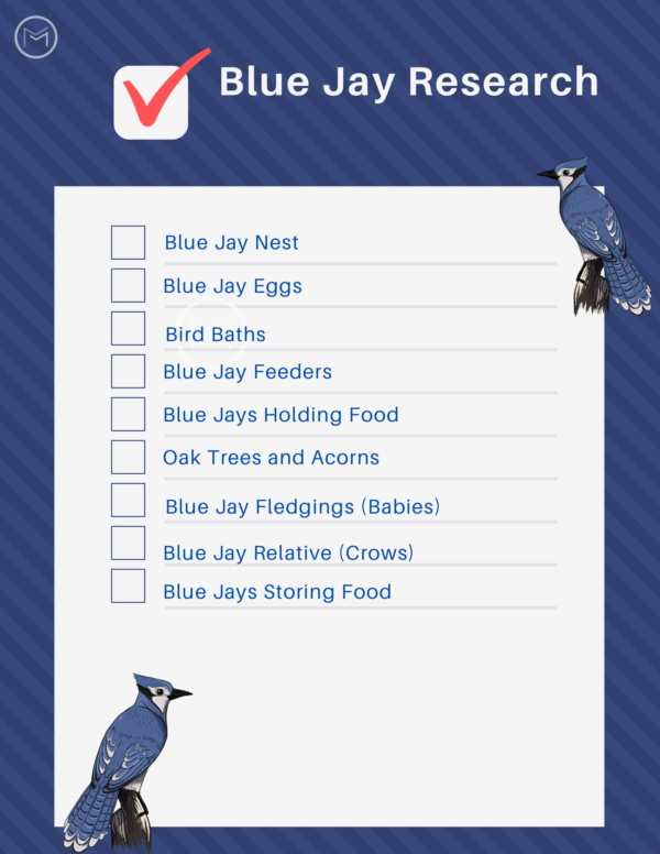 10 Fun Facts About Blue Jays  Noisy, Beautiful, Interesting 