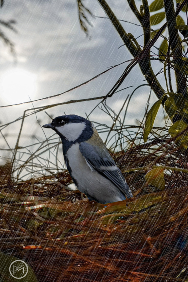 Facts About Baby Blue Jays - Mother 2 Mother Blog