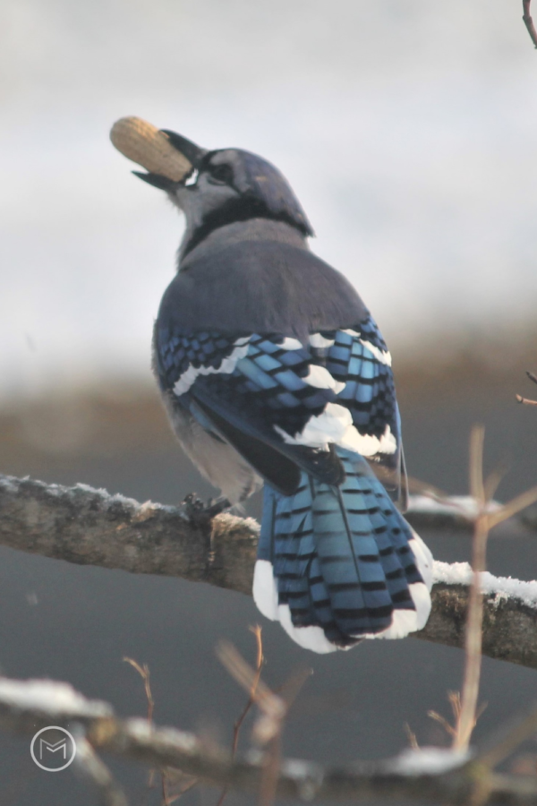 facts about blue jays