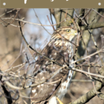 facts about Cooper's Hawk