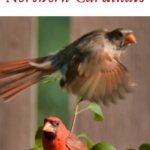 facts about northern cardinals