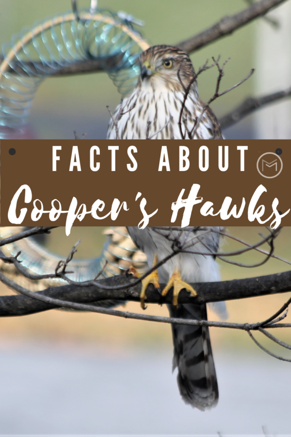 facts about the Cooper's Hawk