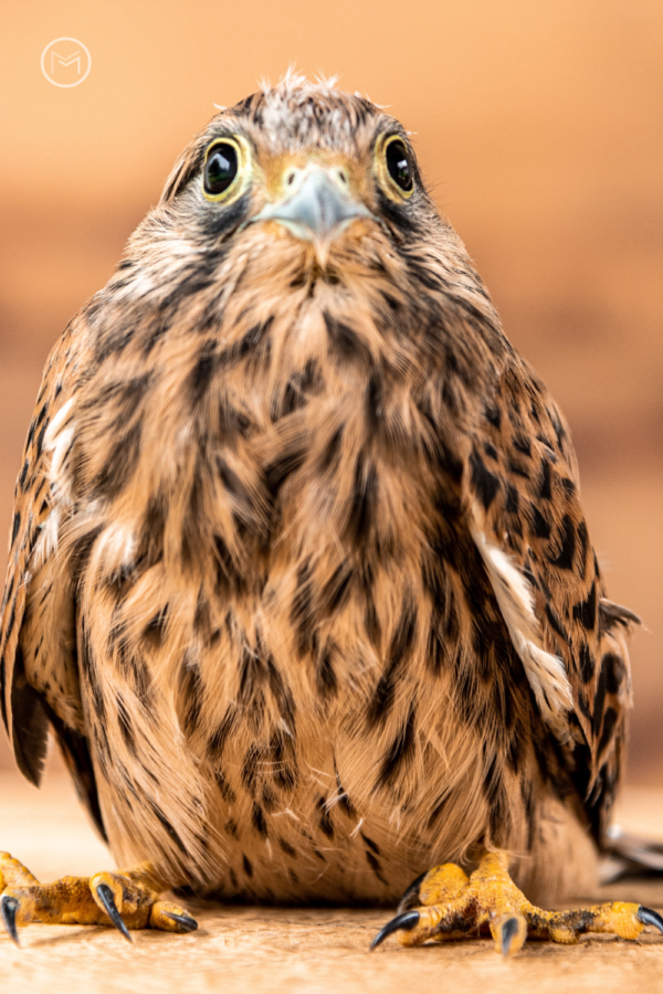facts about cooper's hawks