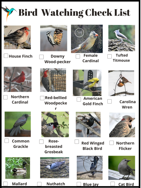 kids-bird-identification-tips-mother-2-mother-blog