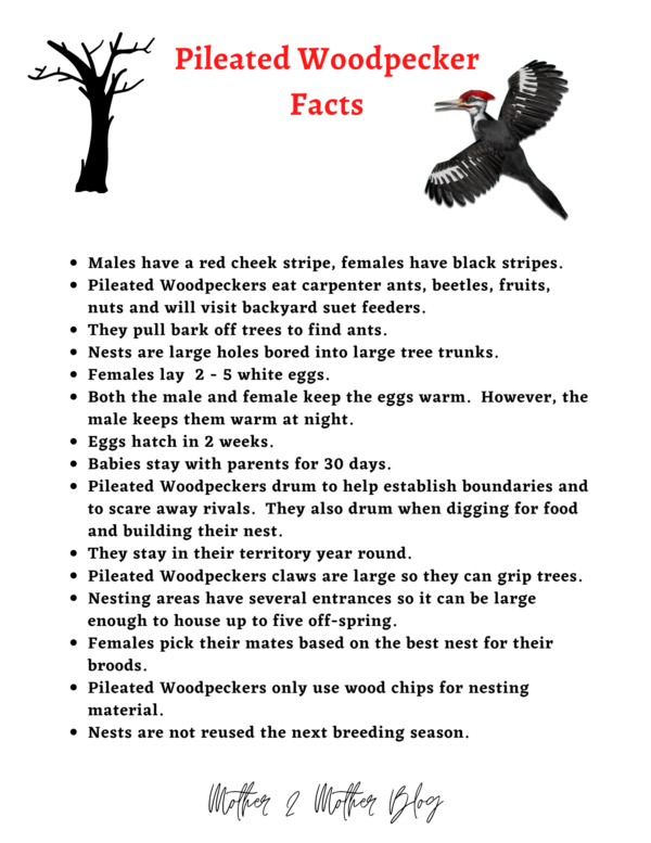 Pileated Woodpecker facts for kids