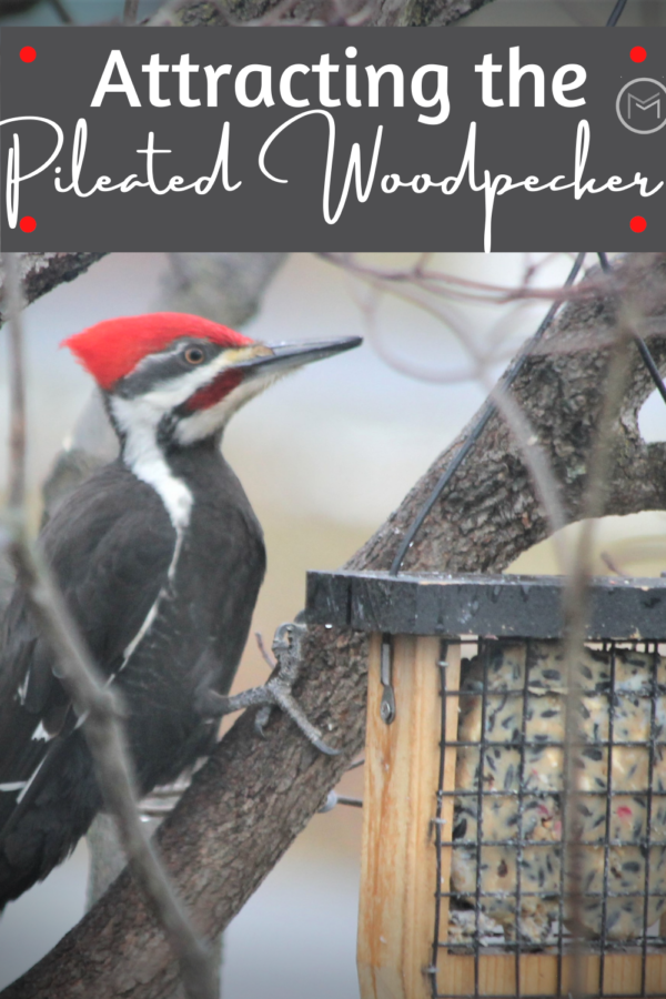 attracting the pileated woodpecker