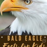 bald eagle facts for kids