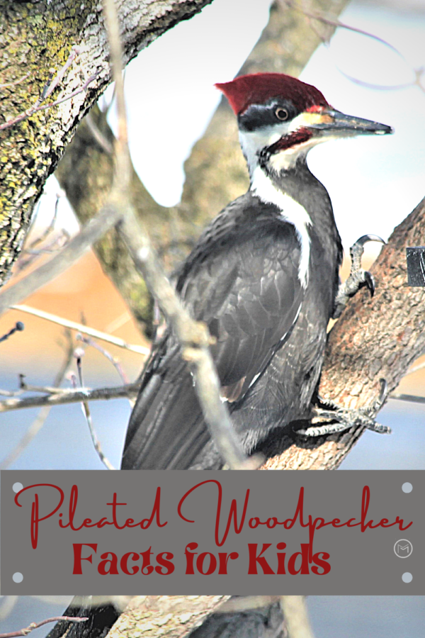 pileated woodpecker facts for kids