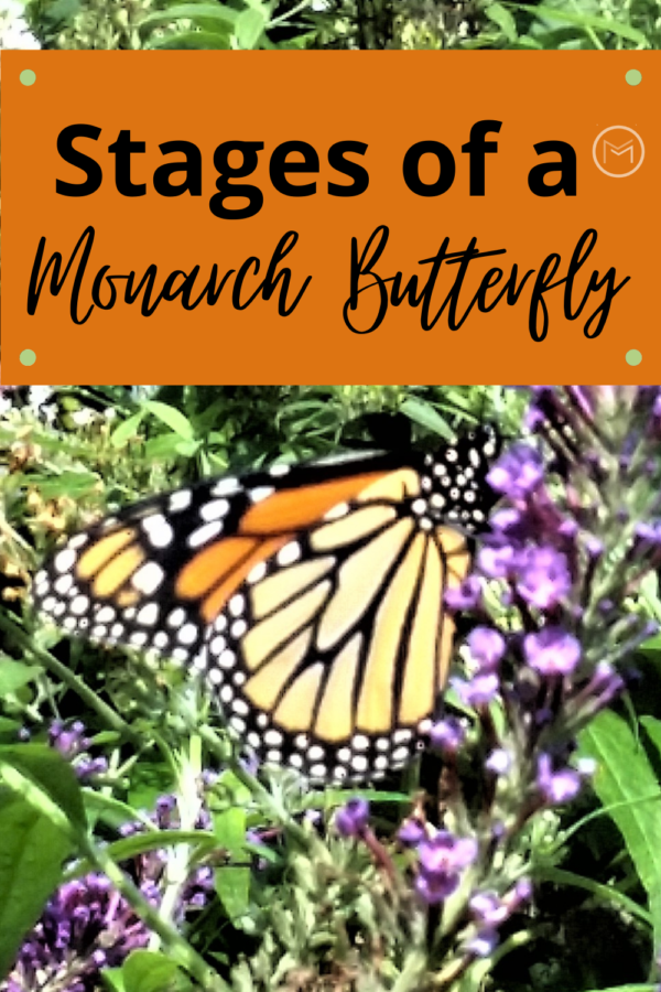 stages of a monarch butterfly