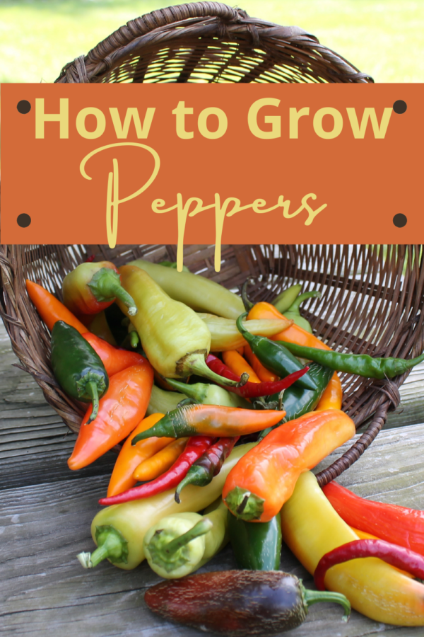 growing pepper plants from seed