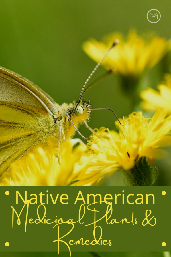 Native American medicinal plants