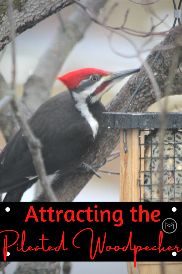 attracting the pileated woodpecker