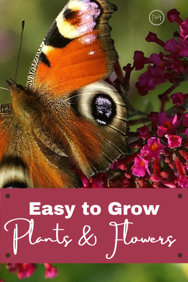 easy to grow plants 