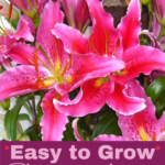 easy to grow plants