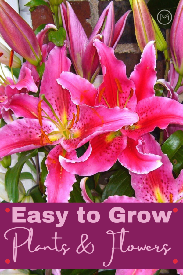 easy to grow plants 