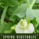 spring vegetables for zone 6B