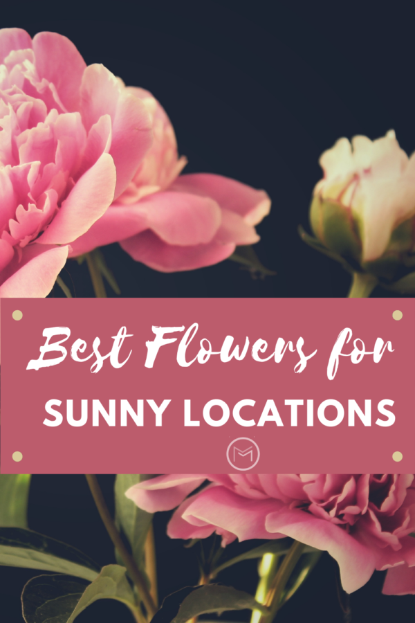 best flowers for sunny locations