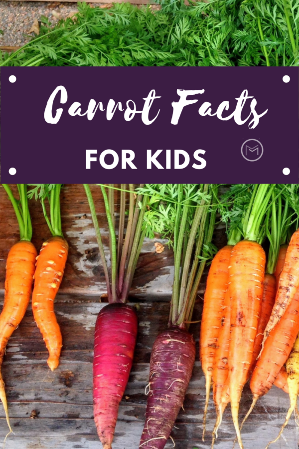 carrot facts for kids