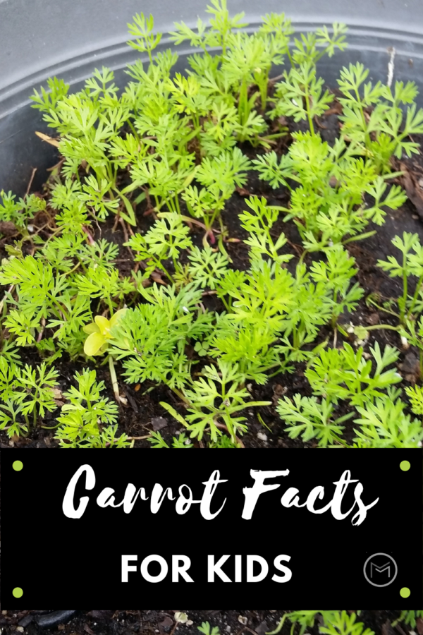carrot facts for kids