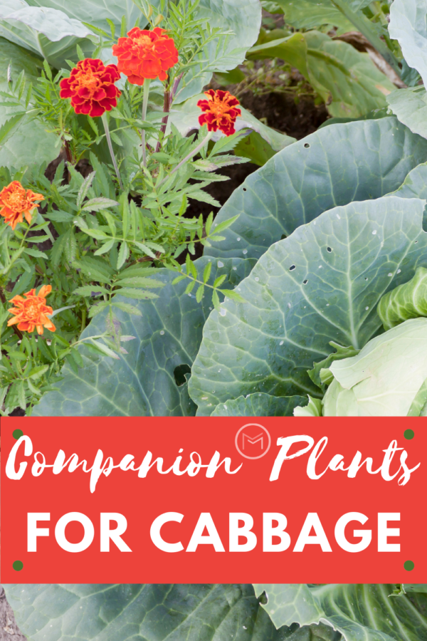 companion plants for cabbage