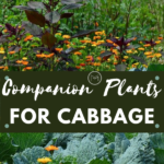 companion plants for cabbage