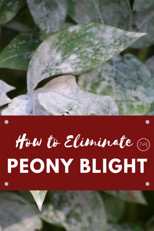 how to eliminate peony blight