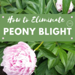 eliminating peony blight