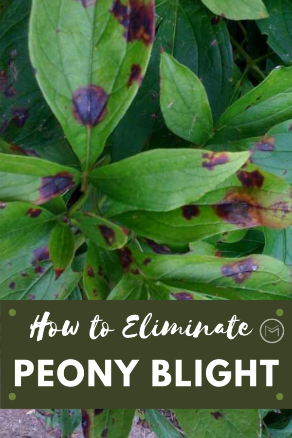 how to eliminate peony blight