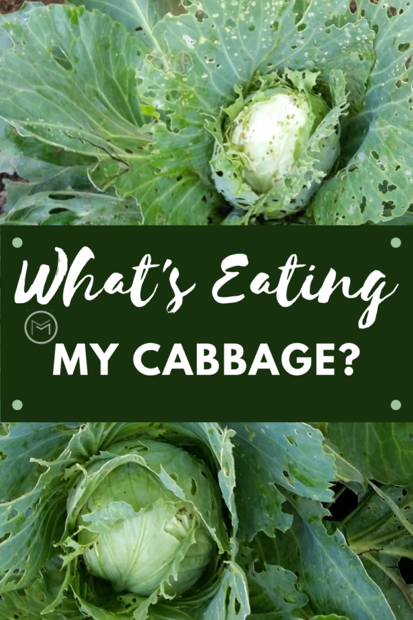 whats eating my cabbage