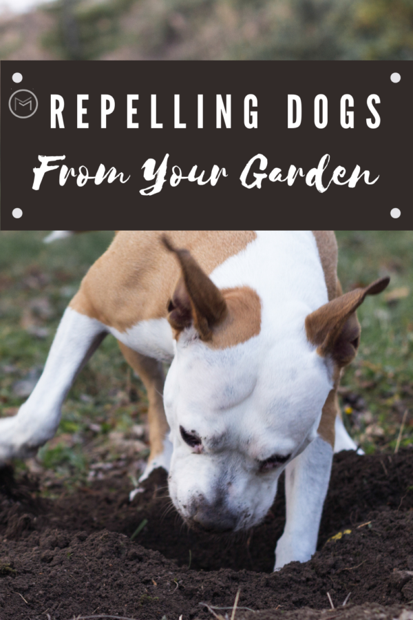 repelling dogs from your garden