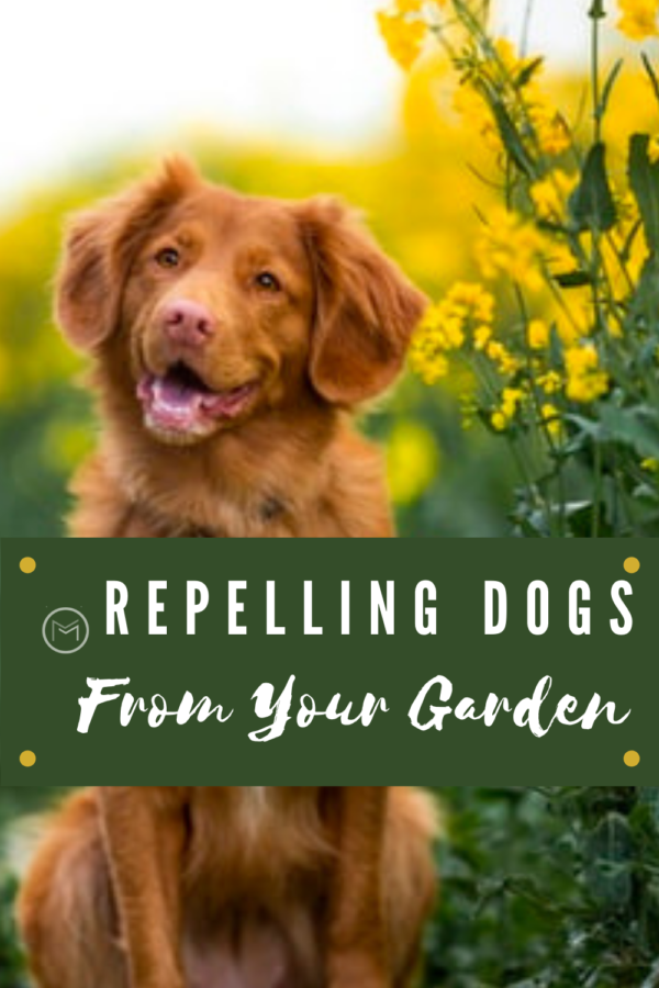 repelling dogs from your garden 