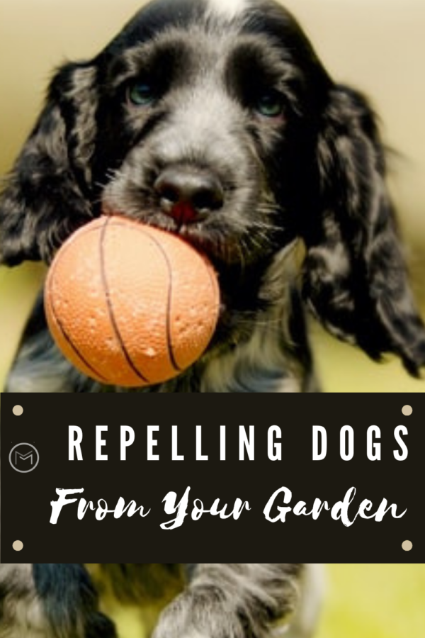 repelling dogs from your garden