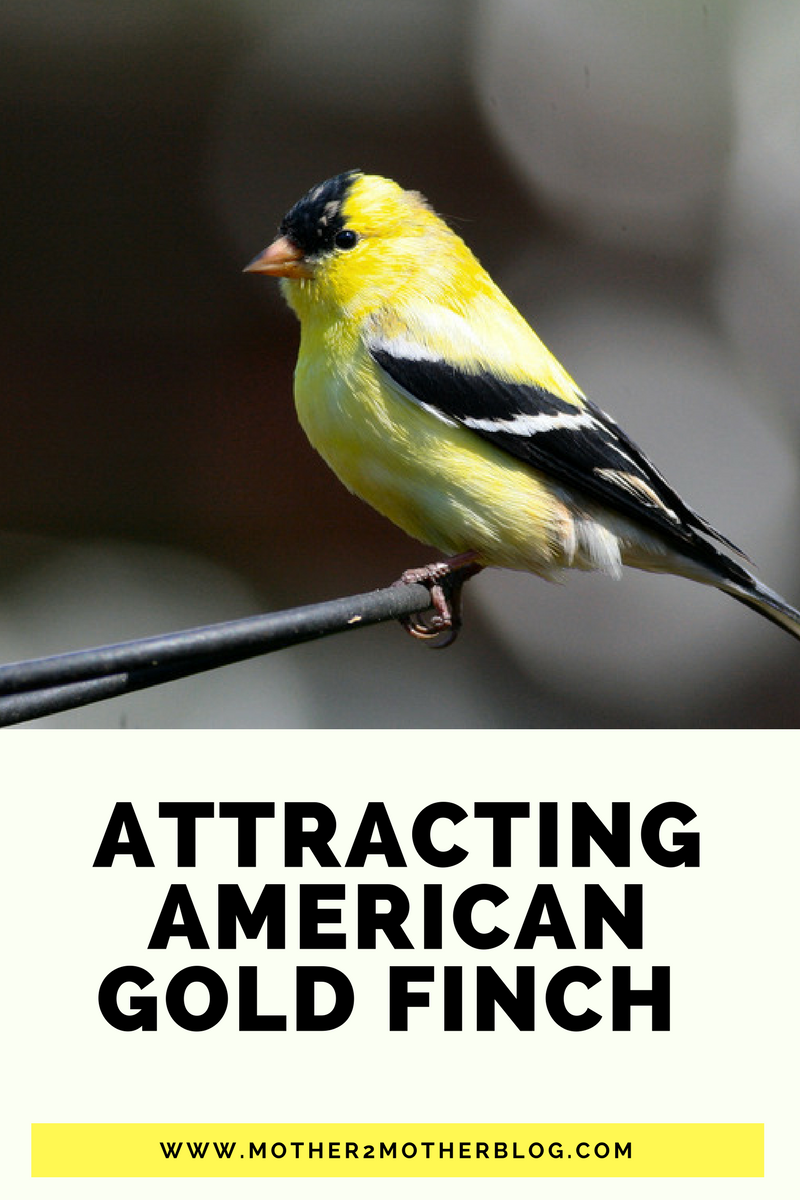 American Gold Finch: Attracting Backyard Birds - Mother 2 ...