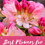 best flowers for sunny locations