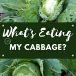 what's eating my cabbage