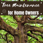 tree maintenance for homeowners